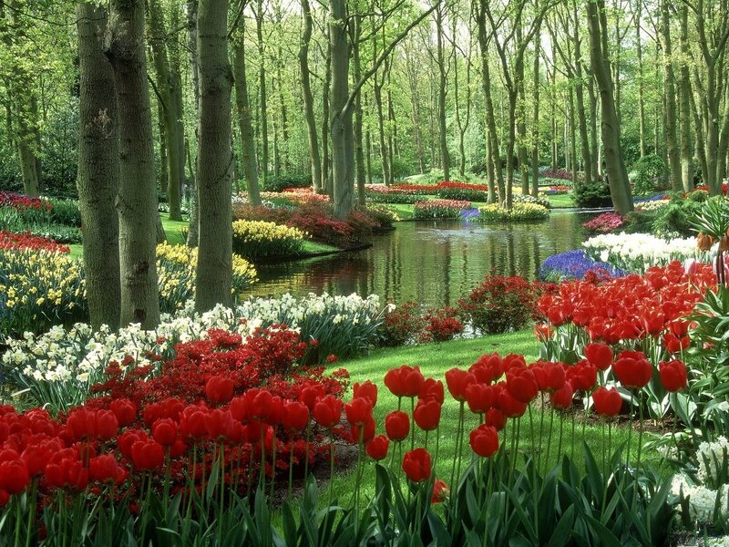 Tulip Garden with Pond — Red, Serene, Spring, Photograph, Trees, Flowers, Grass