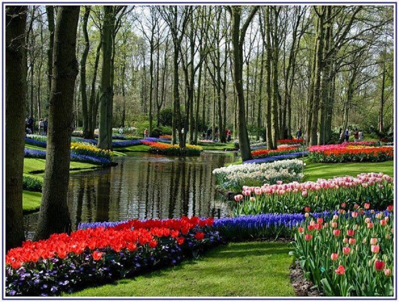 Tulip Garden with Pond — Red, Serene, Spring, Photograph, Trees, Flowers