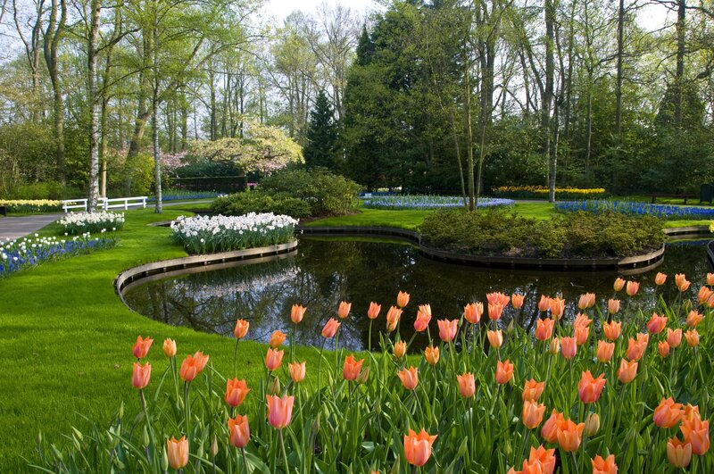Tulip garden with pond