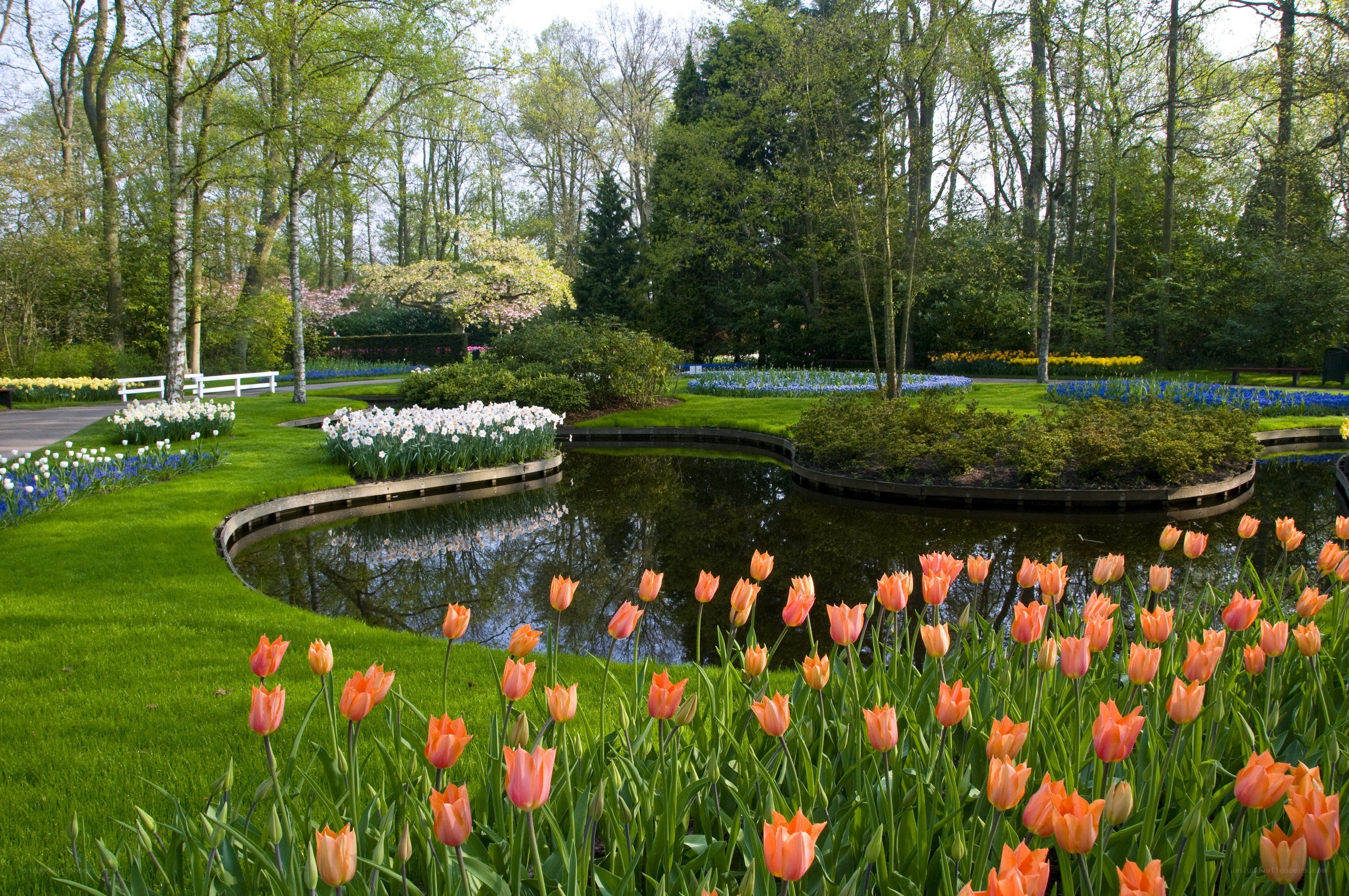Tulip garden with pond
