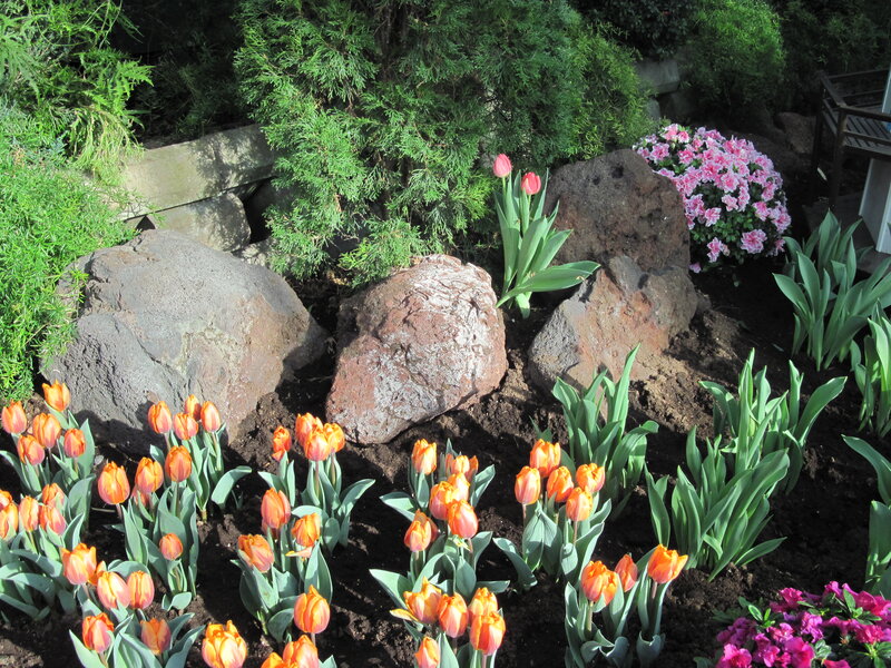 Tulip Garden with Rocks