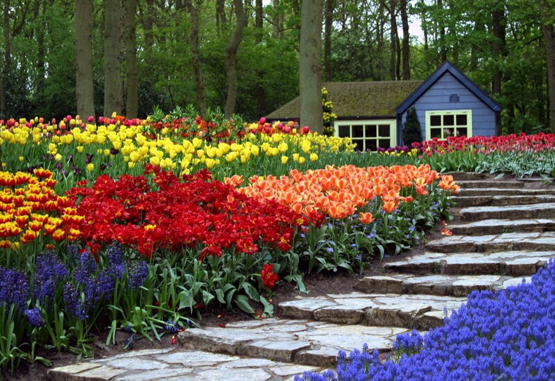 Tulip Garden with Stone Path