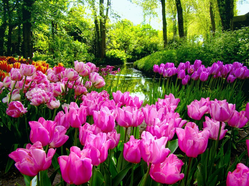 Tulip Garden with Stream — Pink