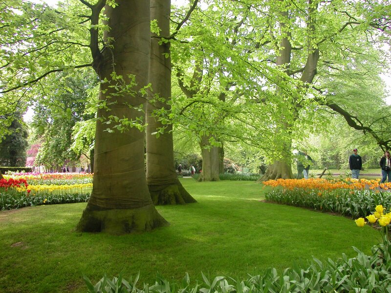 Tulip Garden with Trees