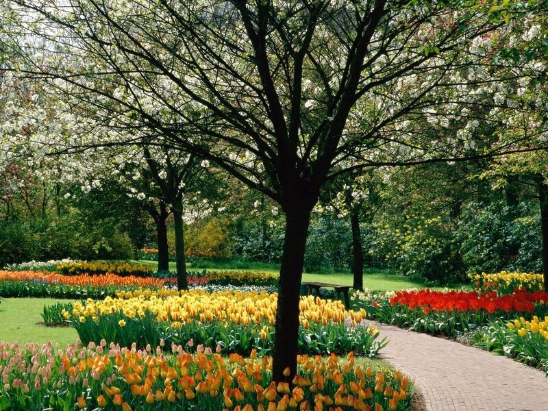 Tulip Garden with Trees — Yellow, Serene, Spring