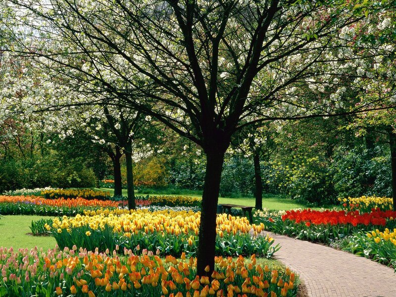 Tulip Garden with Trees — Yellow, Serene