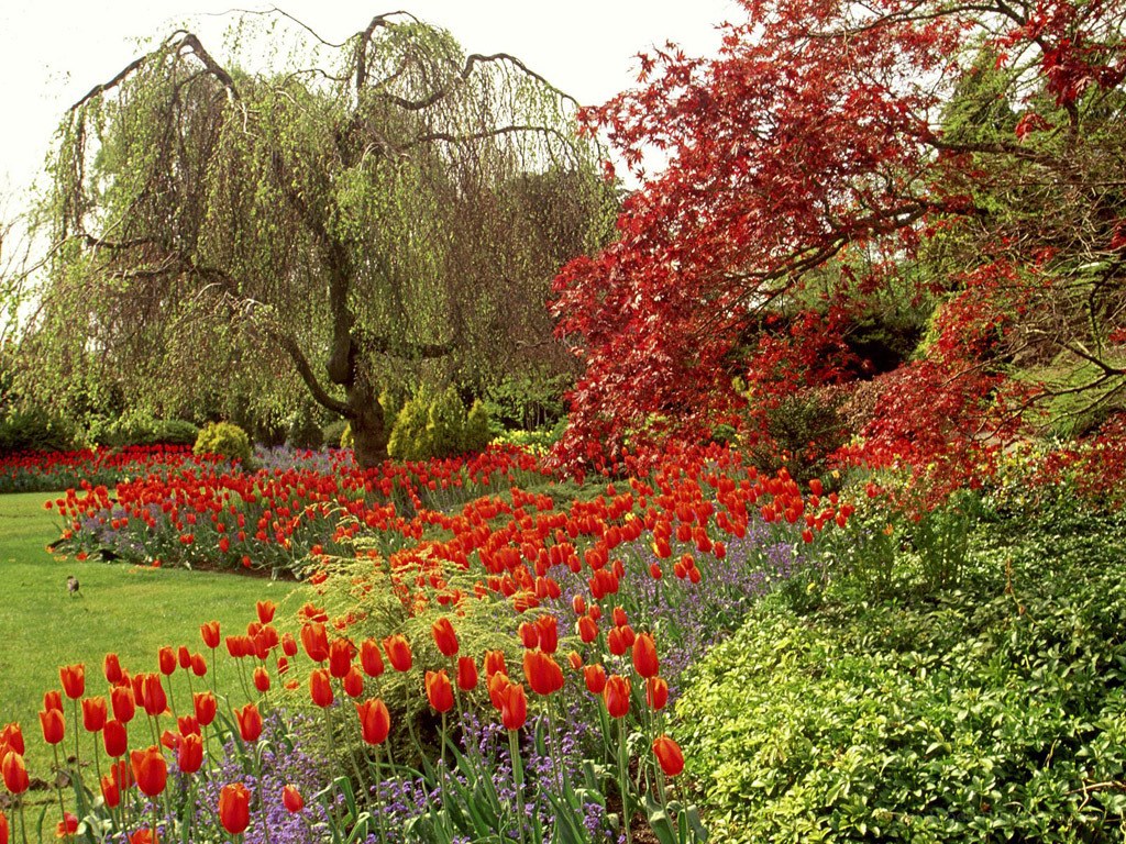 Tulip garden with weeping willow
