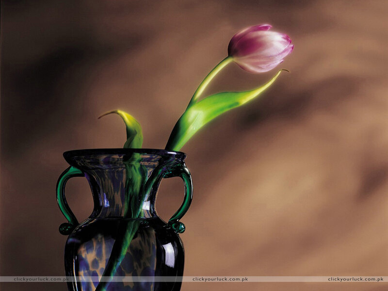 tulip in a glass vase