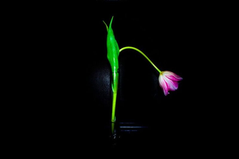 Tulip in a Vase — Black