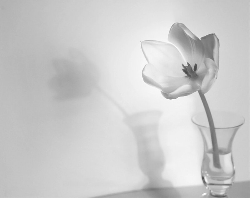 Tulip in a Vase