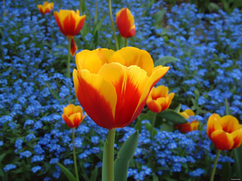 Tulip in Blue Flowers