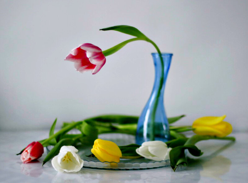 Tulip in Blue Vase