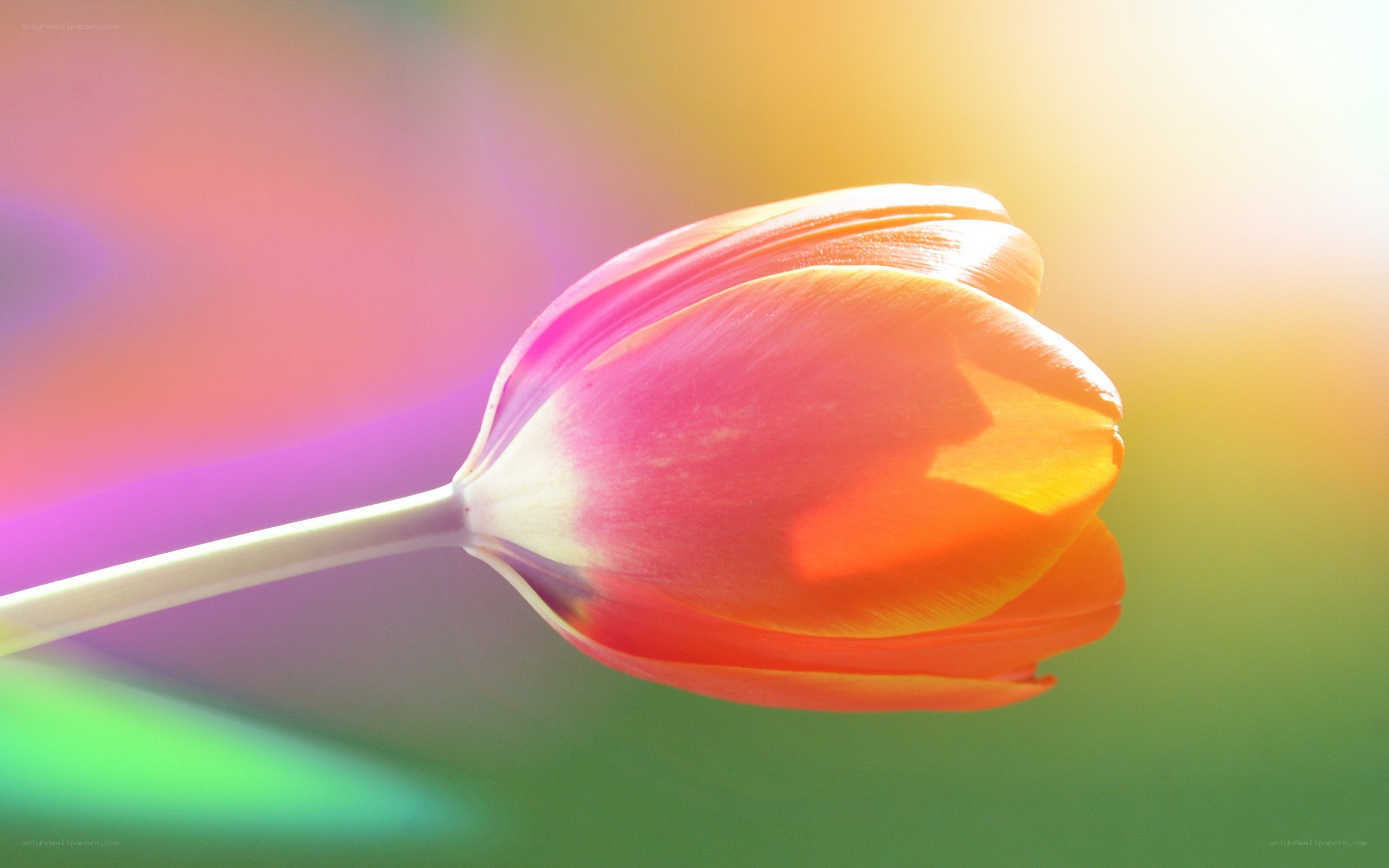 tulip in colorful light