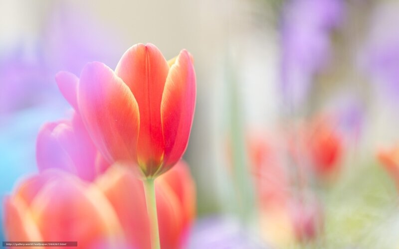 tulip in soft focus