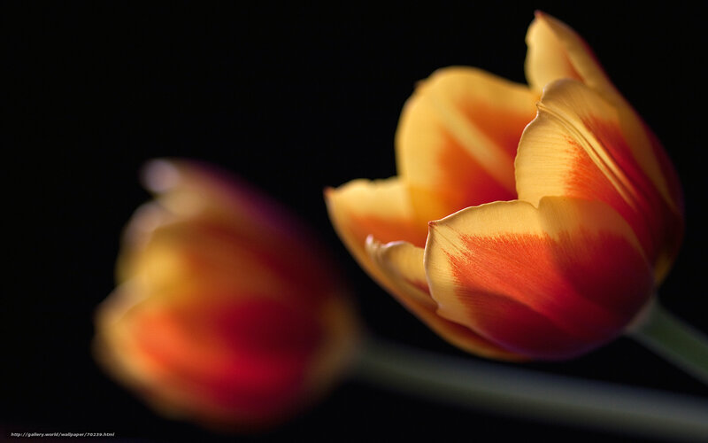 Tulip in soft light