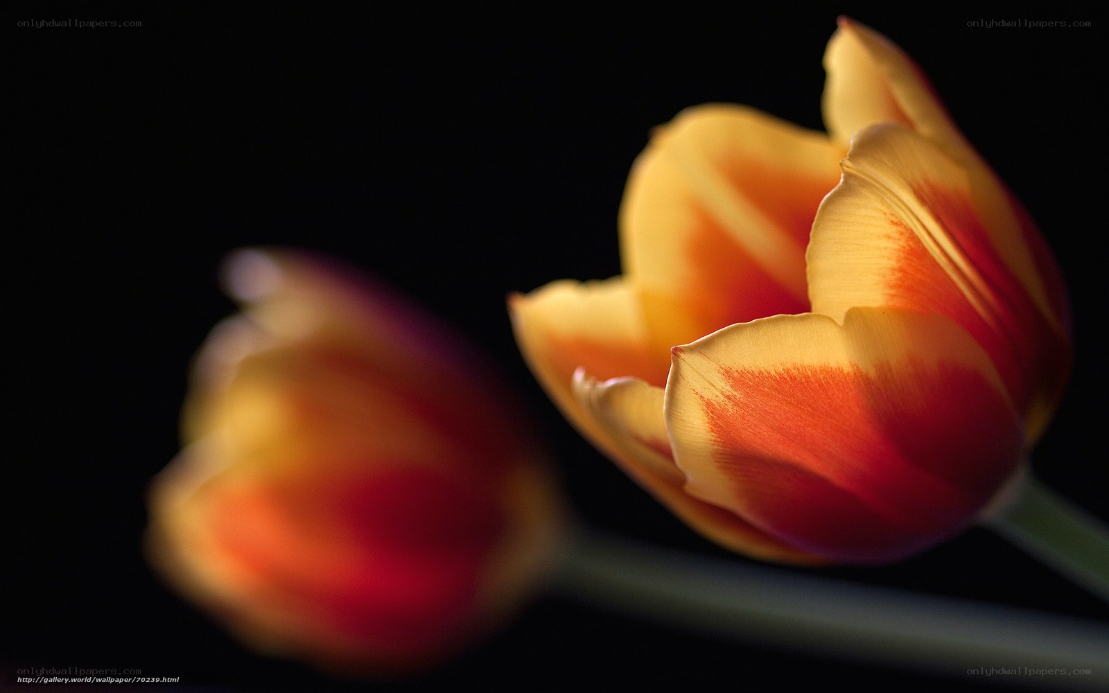 Tulip in soft light