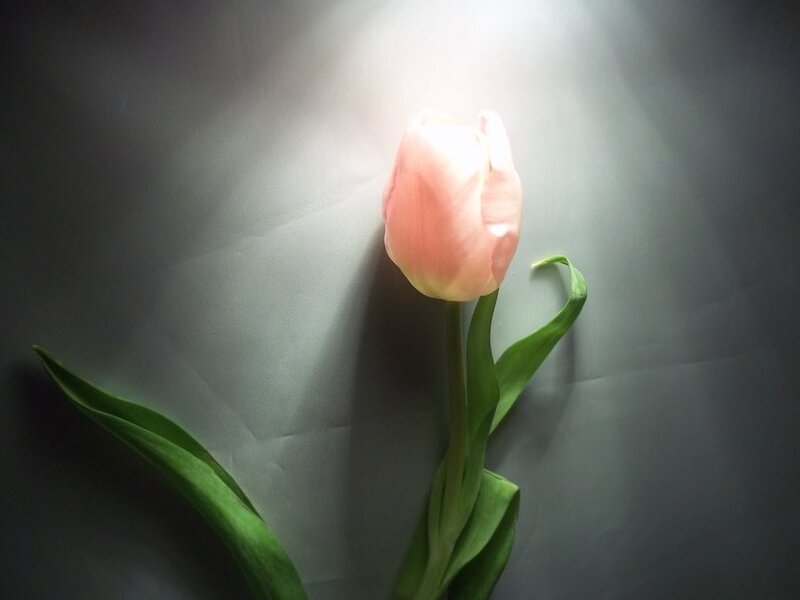 tulip in spotlight