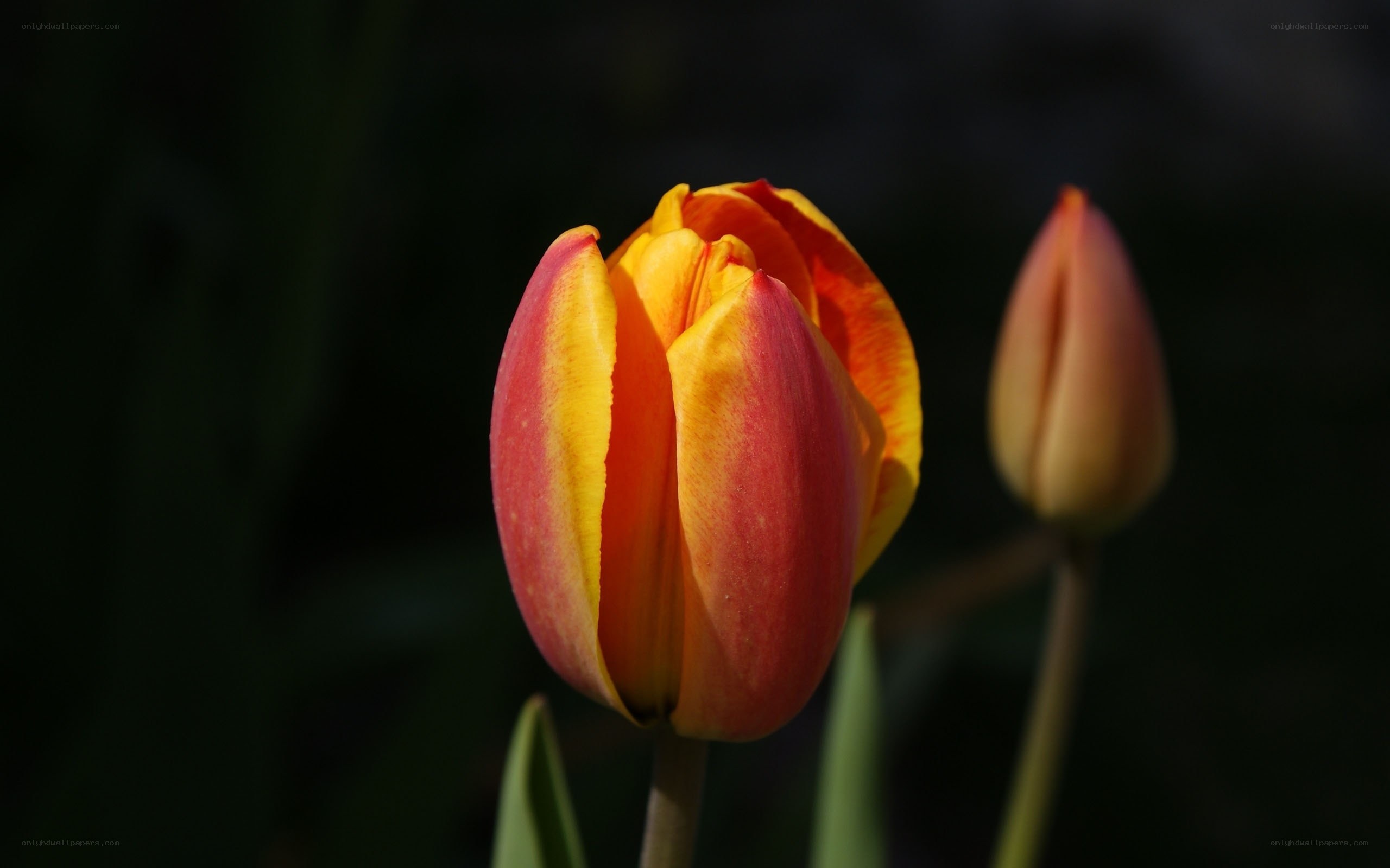 Tulip in Sunlight