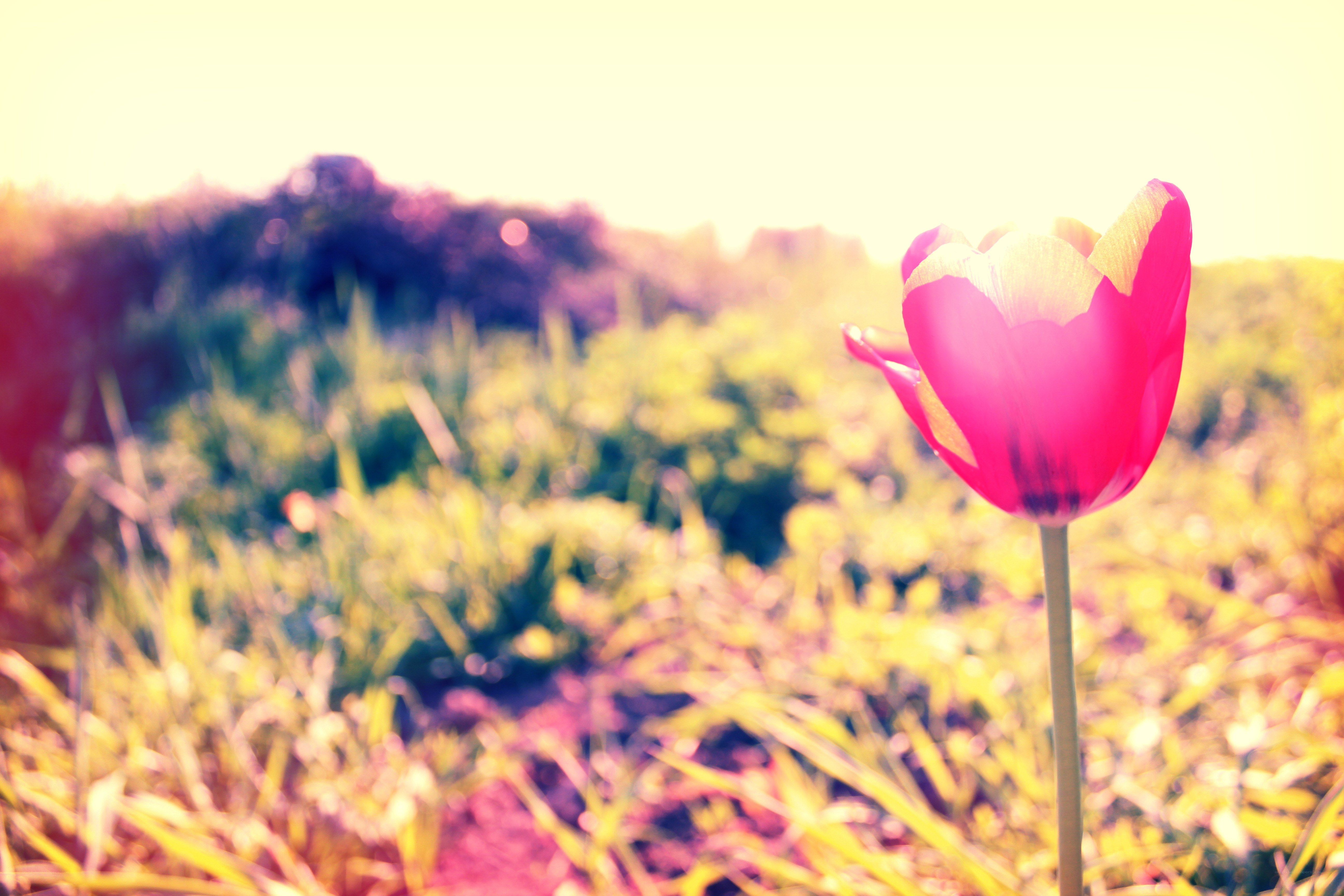 tulip in sunlit field