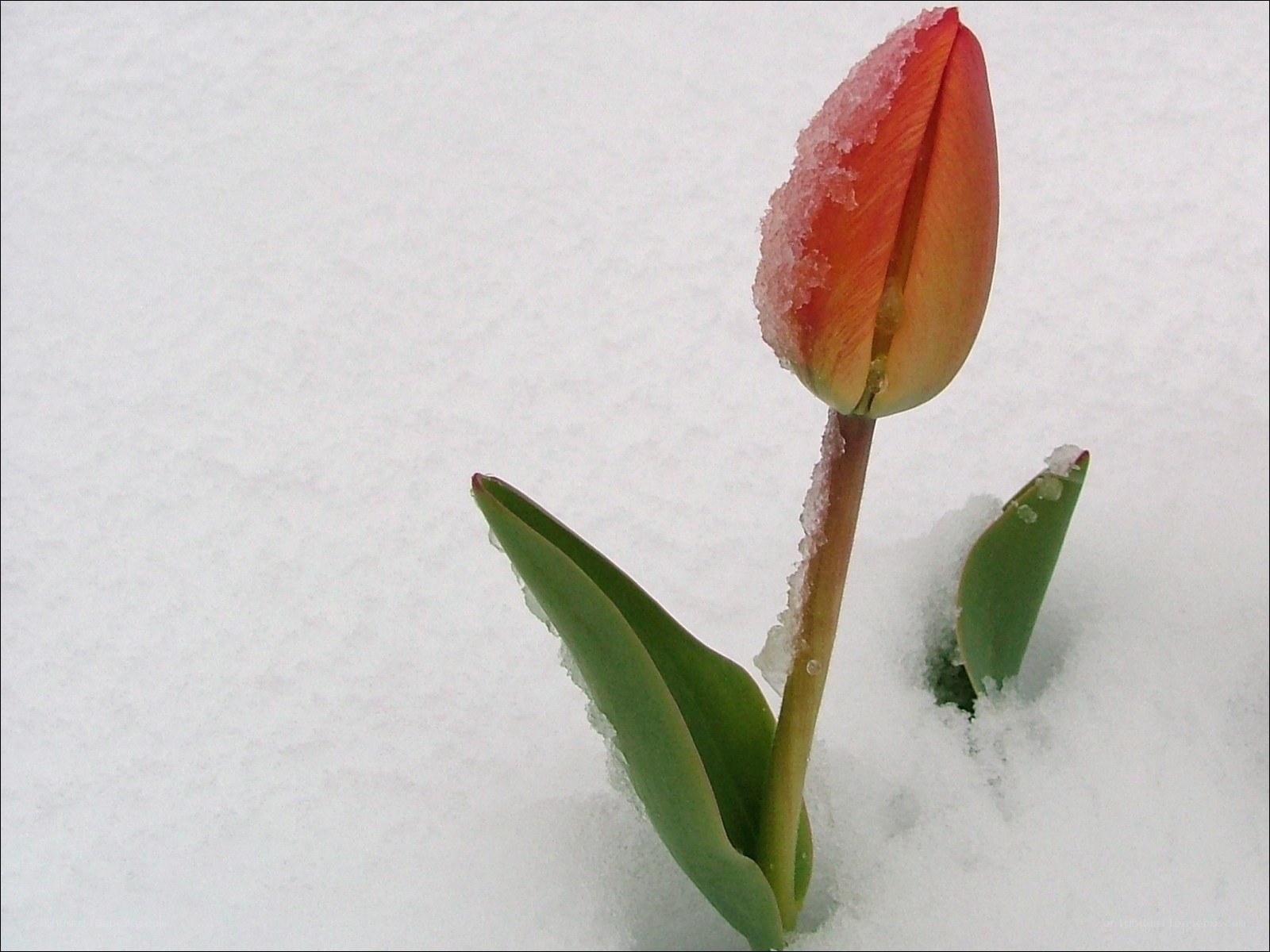 Tulip in the snow