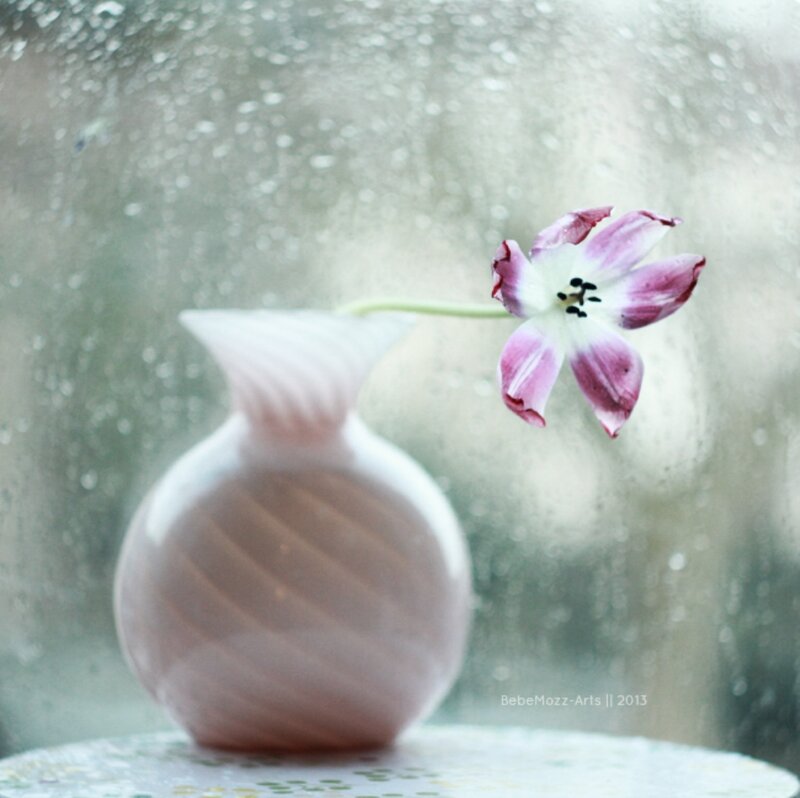 Tulip in Vase — Pink