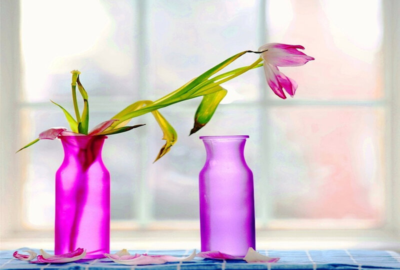 Tulip in Vases