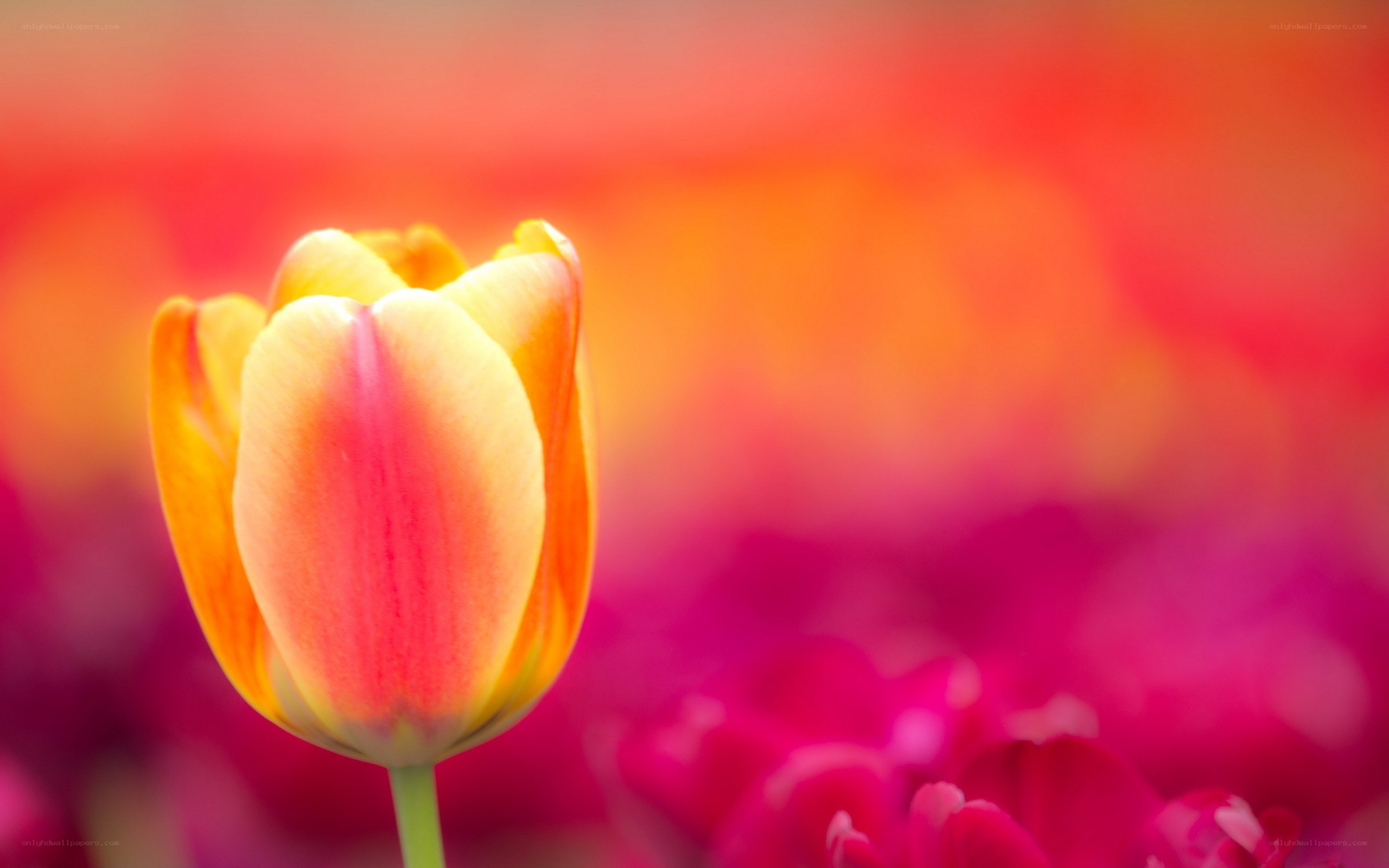 tulip in vibrant colors