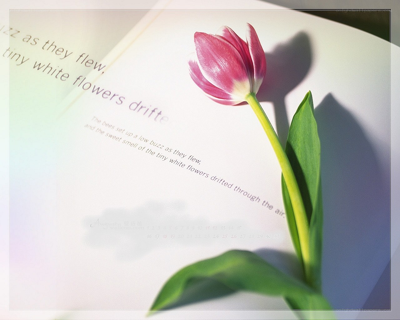 tulip on a book page