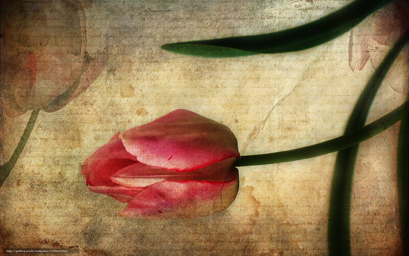 tulip on aged paper