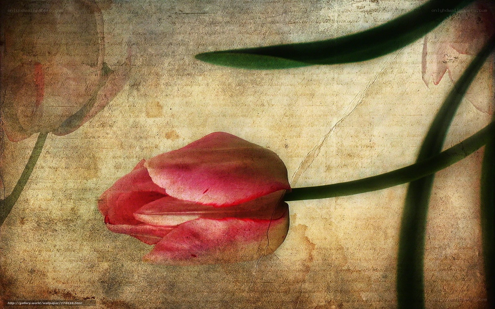 tulip on aged paper