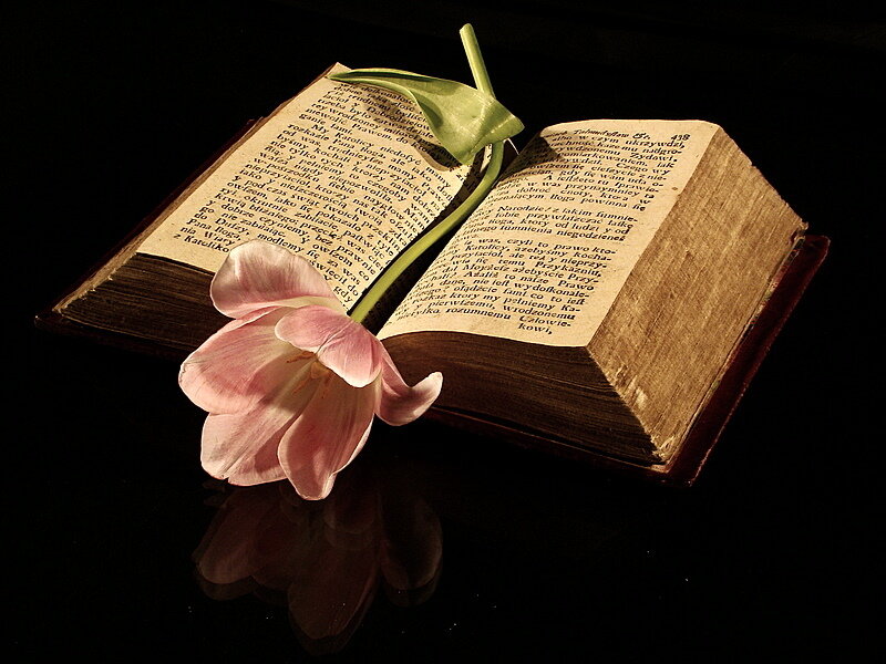 tulip on open book