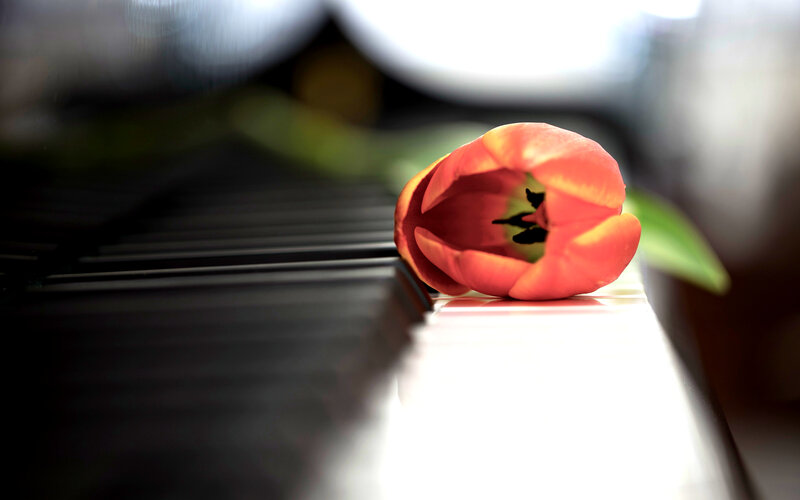 Tulip on Piano Keys