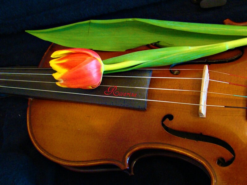 Tulip on Violin