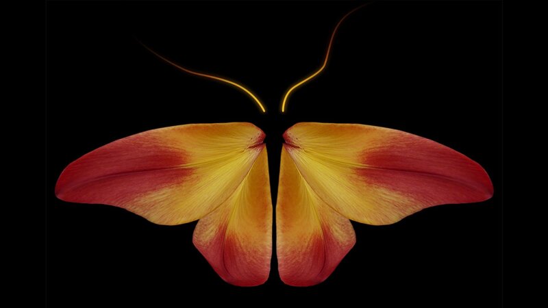 Tulip Petals Forming Butterfly