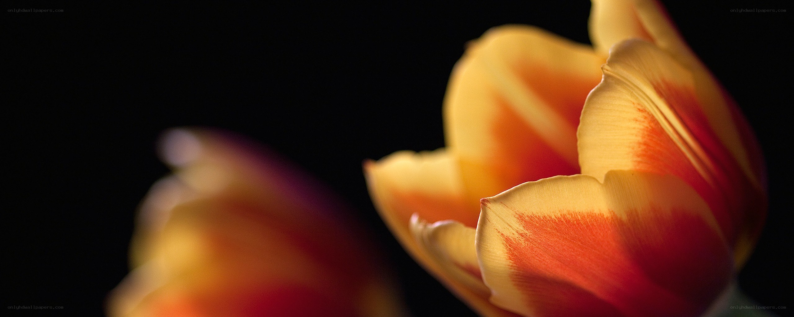 tulip petals in warm light