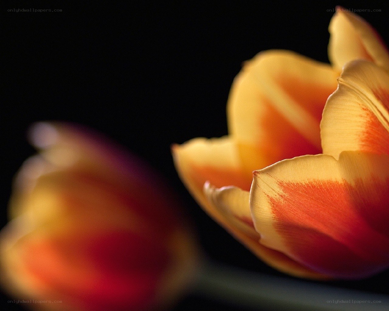 Tulip petals in warm light