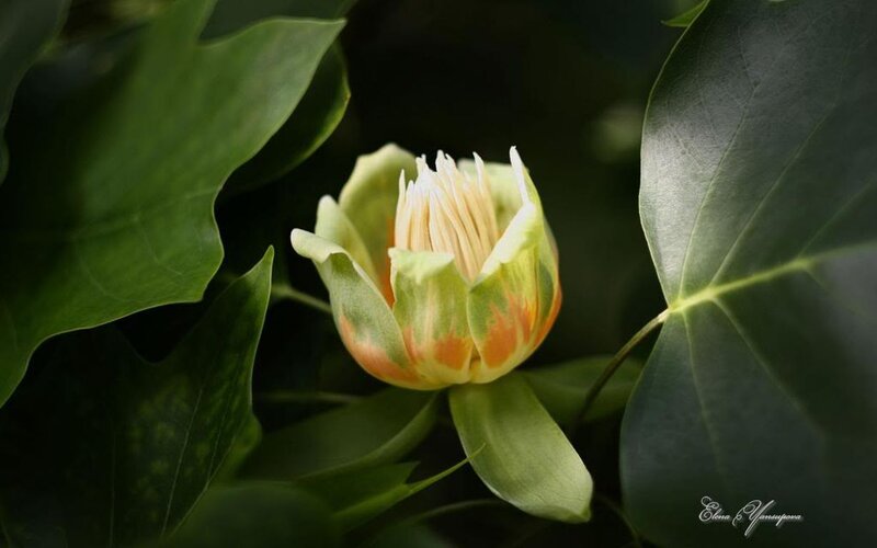 Tulip Tree Flower