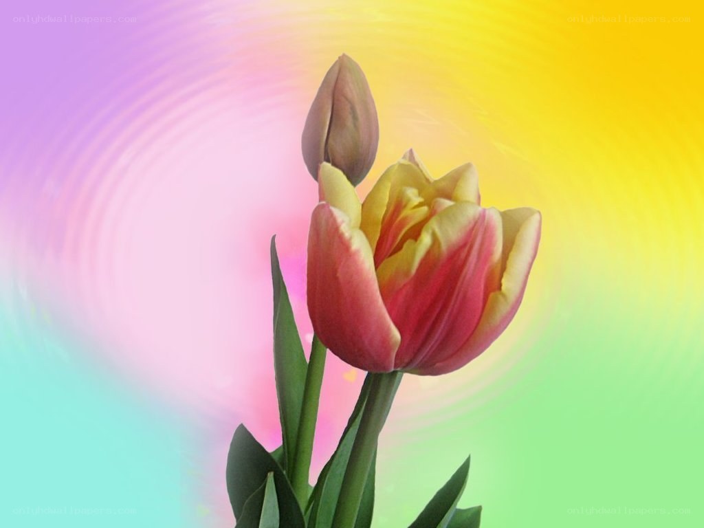 Tulip with colorful background