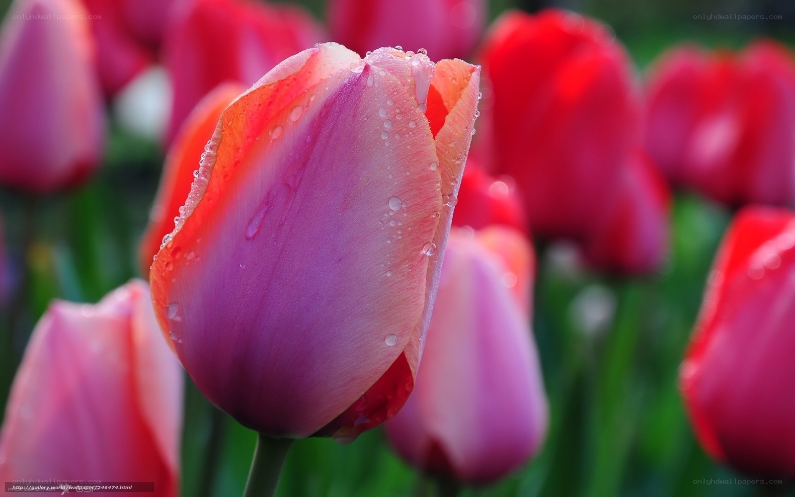 Tulip with raindrops