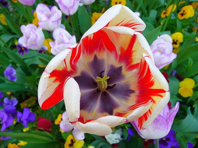 Tulip with Red and Purple Center