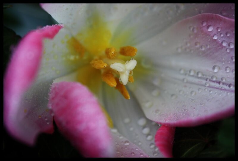 tulip with water droplets