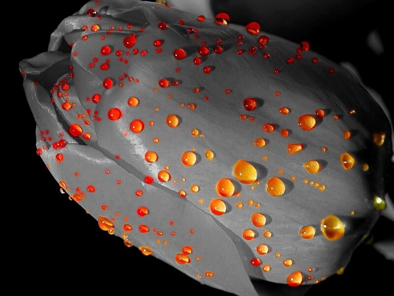 Tulip with Water Droplets — Gray