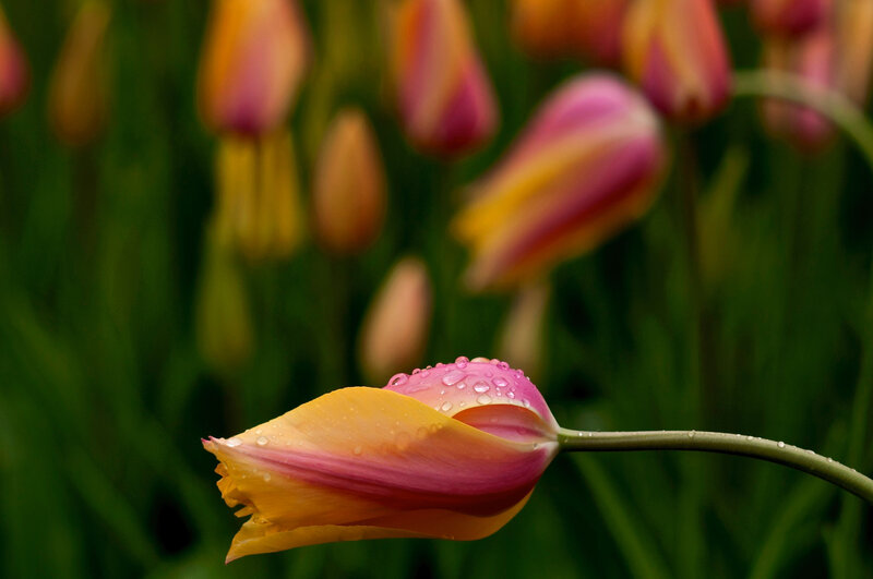 Tulip with Water Droplets — Pink