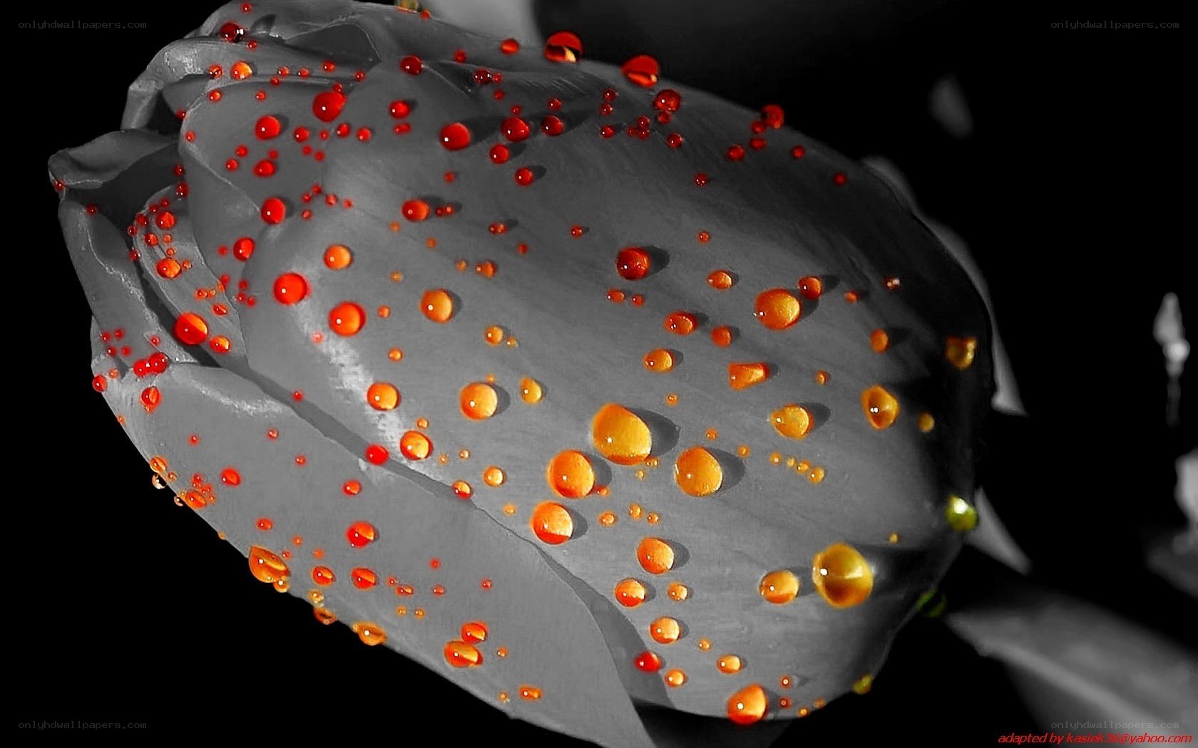 tulip with water droplets