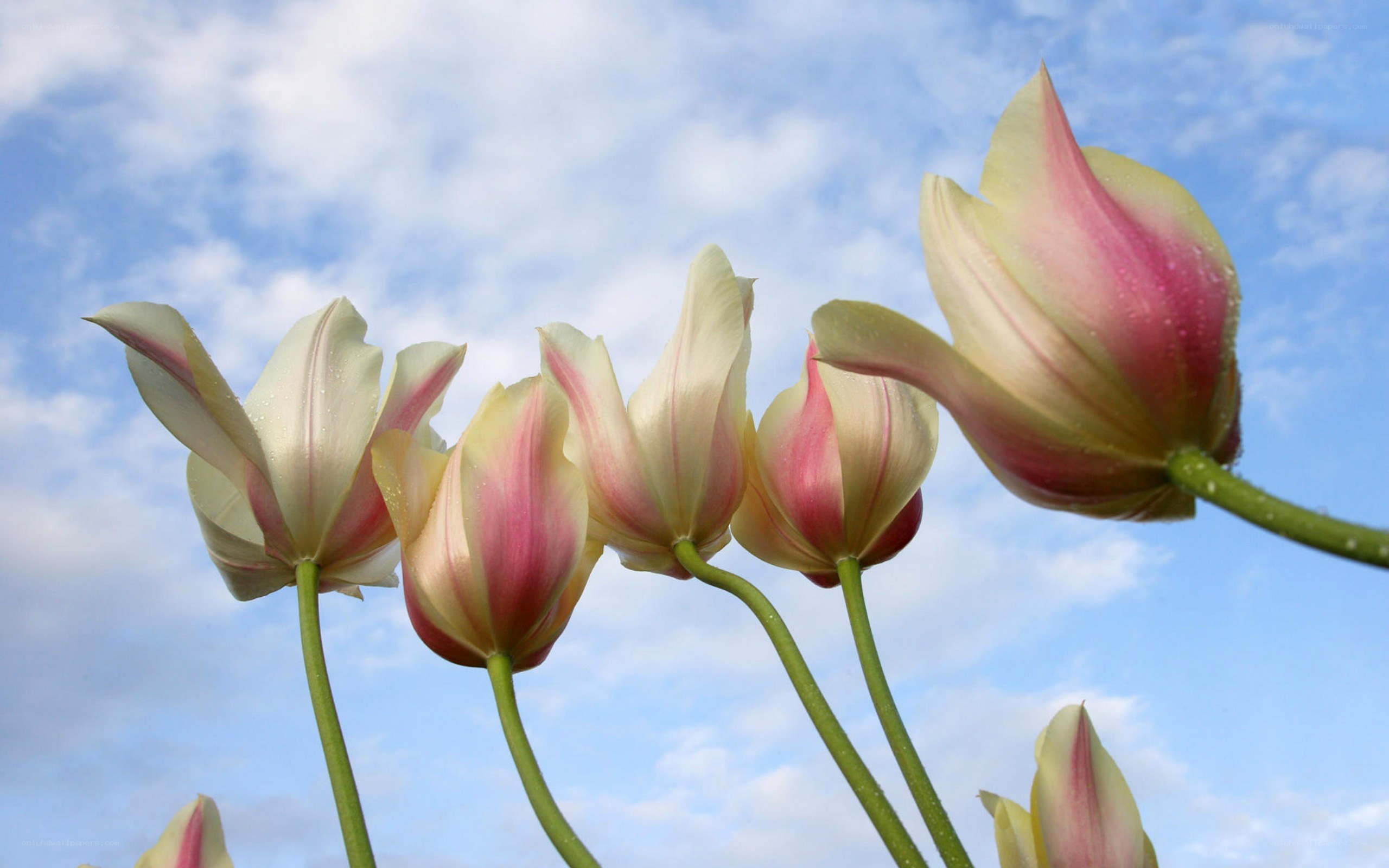 Tulips against a blue sky