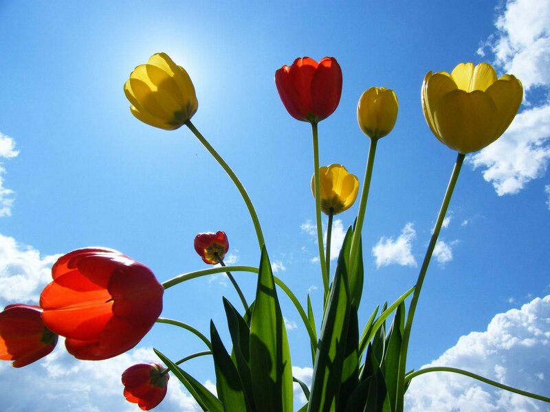 Tulips against a blue sky