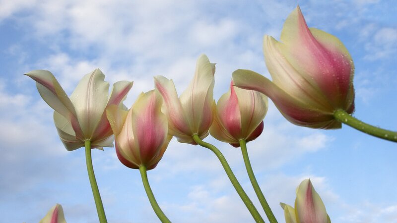 Tulips against a blue sky