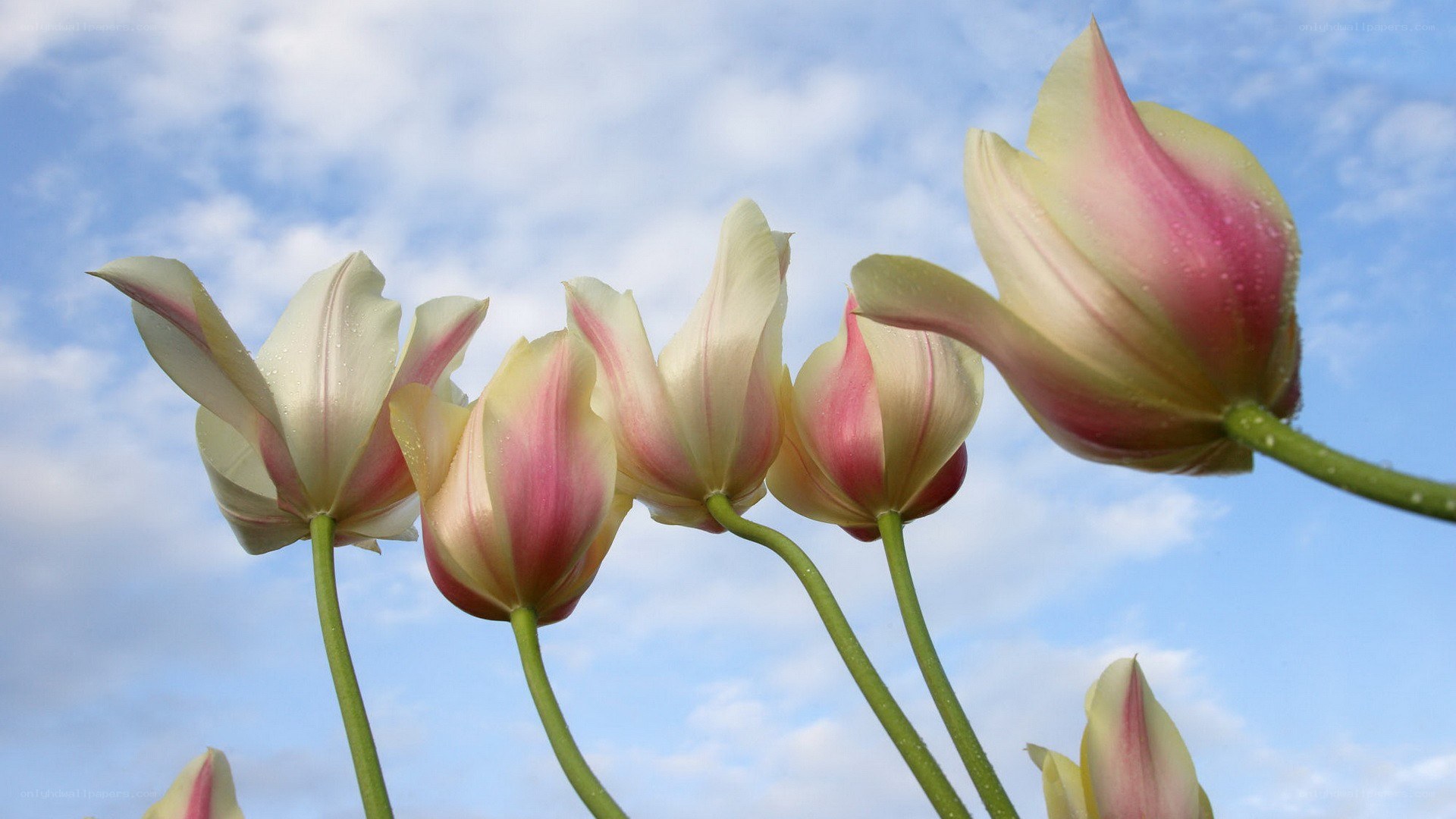 Tulips against a blue sky