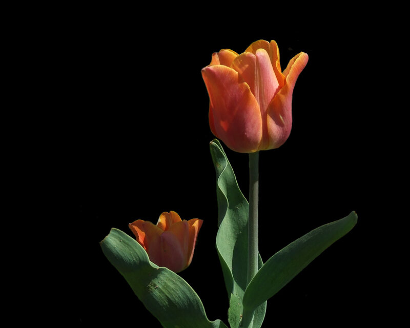 Tulips against black background