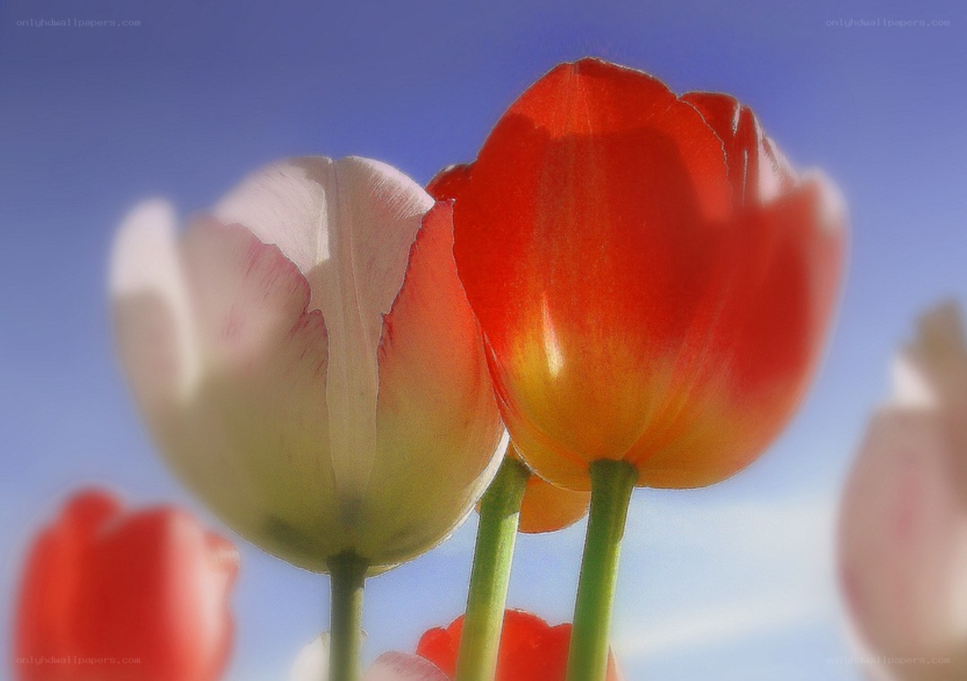 Tulips against blue sky
